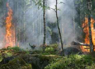 Disaster Unemployment Assistance Available for Los Angeles County Workers Impacted by California Wildfires disaster-unemployment-assistance-available-for-los-angeles-county-workers-mpacted-by-california-wildfires