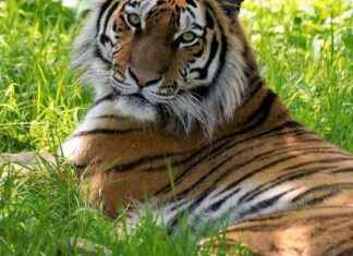 Rare Tiger Joins UK Safari Park Breeding Program rare-tiger-joins-uk-safari-park-breeding-program