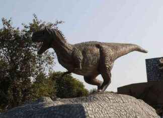 Uncovering Dinosaur Fossils in Gujarat uncovering-dinosaur-fossils-in-gujarat
