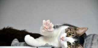 10 Surprising Facts About Paw Patrol That Fans Don’t Know 10 Surprising Facts About Paw Patrol That Fans Don’t Know