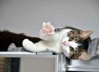 10 Surprising Facts About Paw Patrol That Fans Don’t Know 10 Surprising Facts About Paw Patrol That Fans Don’t Know