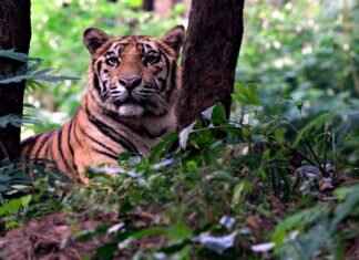 15 Must-Know Historical Facts About Bengal’s Freedom Struggle 15 Must-Know Historical Facts About Bengal’s Freedom Struggle