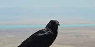 A Closer Look at Asian Massage Parlor Pornography A Closer Look at Asian Massage Parlor Pornography