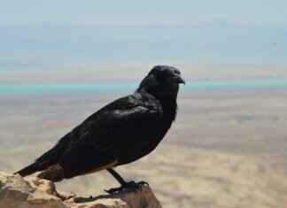 A Closer Look at Asian Massage Parlor Pornography A Closer Look at Asian Massage Parlor Pornography