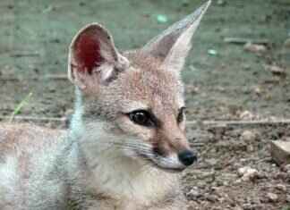 A Complete Guide to Shopping in West Bengal: Top Markets to Visit A Complete Guide to Shopping in West Bengal: Top Markets to Visit