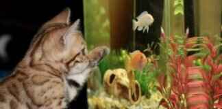 A Comprehensive Guide to Pokémon: Understanding the Fascinating World of Pokémon Creatures  A Comprehensive Guide to the West Bengal Election 2021 Results # A Comprehensive Guide to Pokémon: Understanding the Fascinating World of Pokémon Creatures