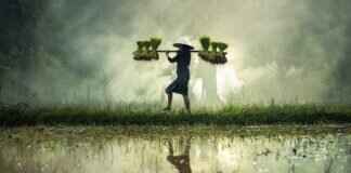 A Guide to Rice Noodles vs. Wheat Noodles in Asian Cooking A Guide to Rice Noodles vs. Wheat Noodles in Asian Cooking