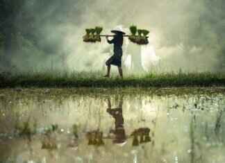 A Guide to Rice Noodles vs. Wheat Noodles in Asian Cooking A Guide to Rice Noodles vs. Wheat Noodles in Asian Cooking