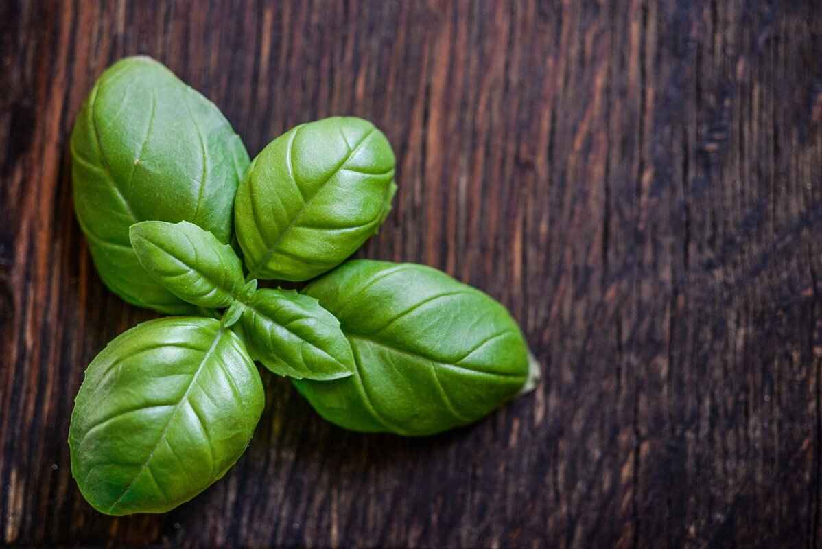 Uses of Holy Basil in Traditional Medicine