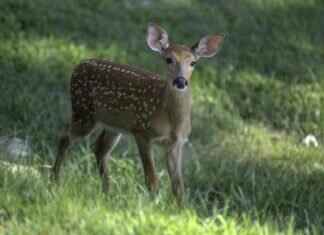 A Guide to West Bengal’s Famous Cuisine: Dishes You Have to Try A Guide to West Bengal’s Famous Cuisine: Dishes You Have to Try