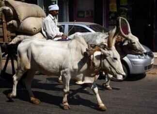 A Street Food Tour of India: Must-Try Snacks from Every State A Street Food Tour of India: Must-Try Snacks from Every State