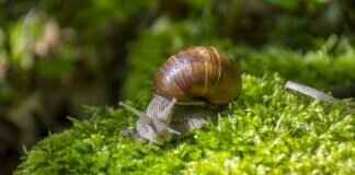 A Taste of Malaysia: Nasi Lemak, Laksa, and More A Taste of Malaysia: Nasi Lemak, Laksa, and More