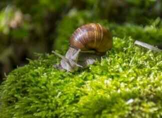 A Taste of Malaysia: Nasi Lemak, Laksa, and More A Taste of Malaysia: Nasi Lemak, Laksa, and More