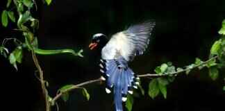 Aegislash Pokémon: Best Moves, Abilities, and Competitive Battle Tips Aegislash Pokémon: Best Moves, Abilities, and Competitive Battle Tips