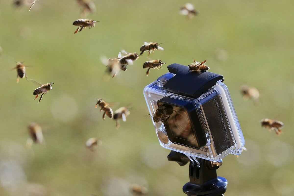 Akaso Brave 7 vs. Brave 8: Which Budget Action Cam Is Best? 4 What Are Users Saying About Each Camera?