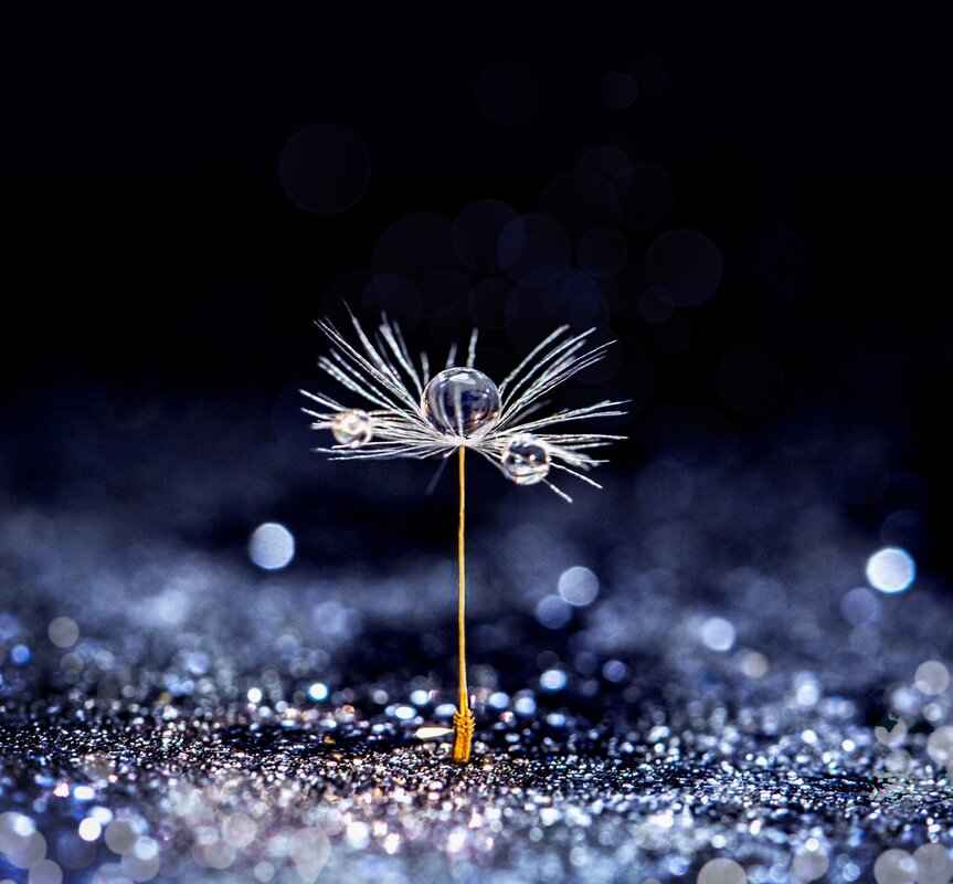 How Much Do Aldi Chia Seeds Cost?