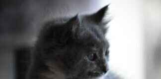 Alinity OnlyFans Leak: How It Happened & What’s Next & OnlyFans Leaks Alinity OnlyFans Leak: How It Happened & What’s Next & OnlyFans Leaks