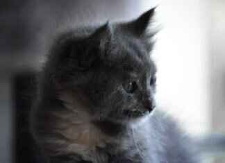 Alinity OnlyFans Leak: How It Happened & What’s Next & OnlyFans Leaks Alinity OnlyFans Leak: How It Happened & What’s Next & OnlyFans Leaks