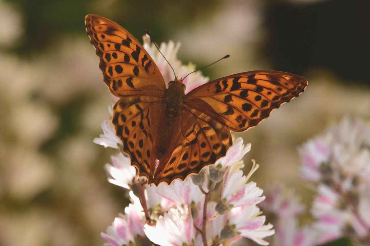 Personal Life & Public Image