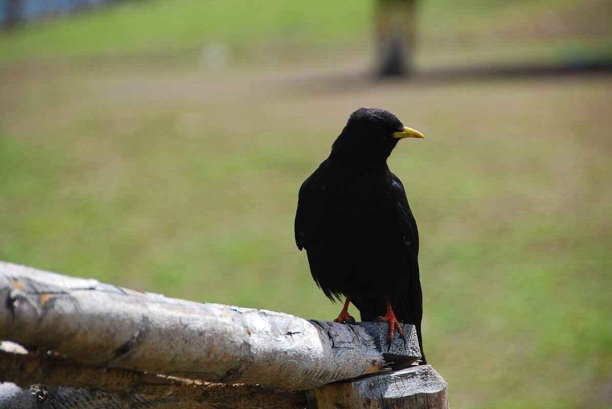 Biography & Background