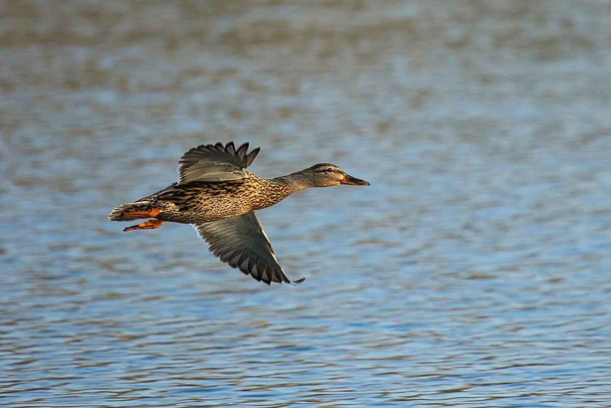 Business Ventures & Future Plans