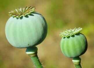 Amazon Chia Seeds: Which Brand Offers the Best Quality? Amazon Chia Seeds: Which Brand Offers the Best Quality?