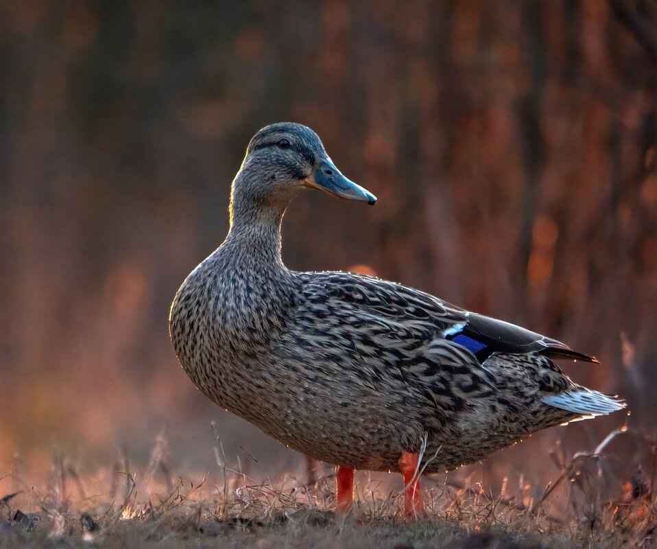 Key Player Stats for Anaheim Ducks