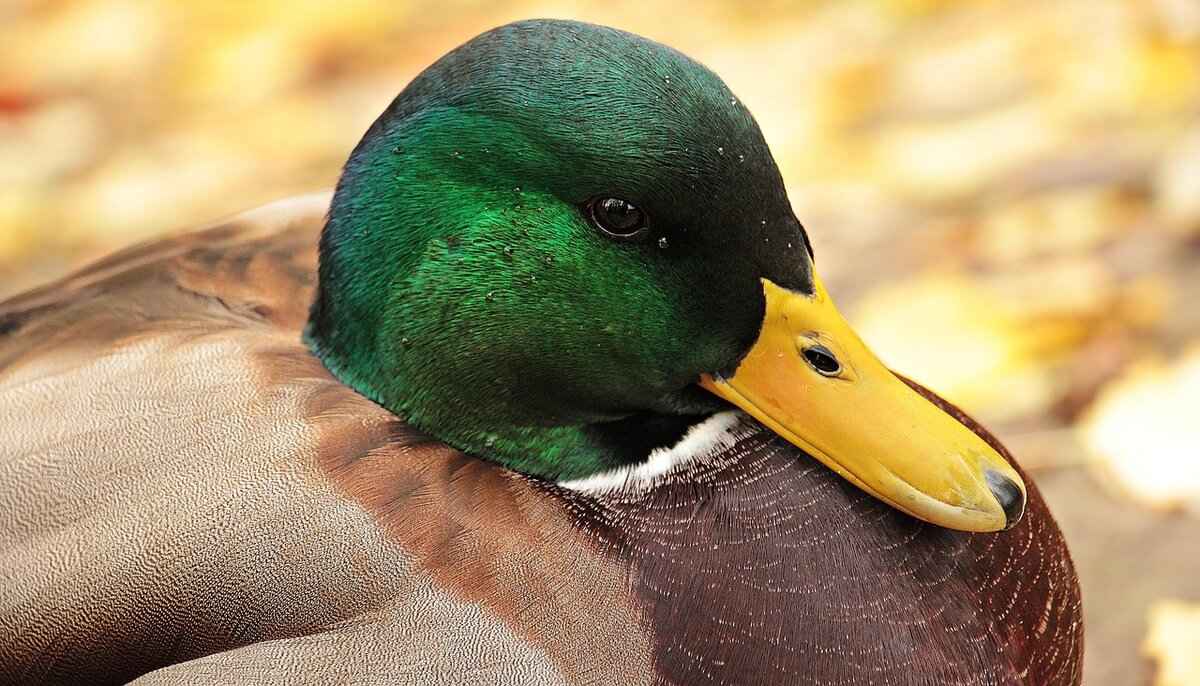 Fan Engagement and Community Impact