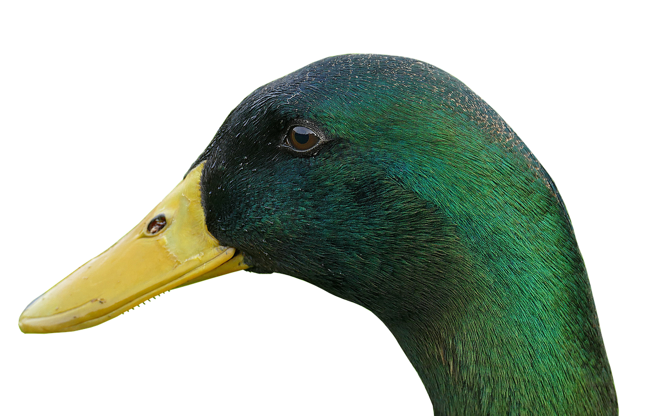 Player Statistics Comparison