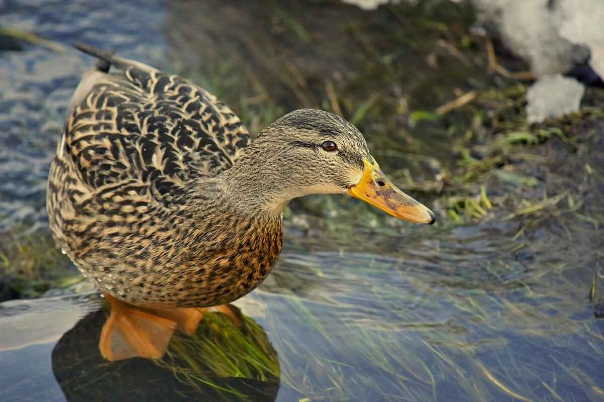 Key Players to Watch for the Ducks