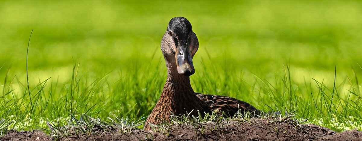 Defensive Strategies of the Ducks