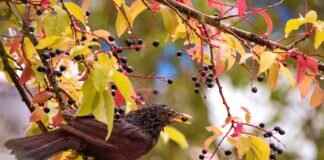 Animal Well Crack: What It Means & Why Gamers Are Talking About It Animal Well Crack: What It Means & Why Gamers Are Talking About It