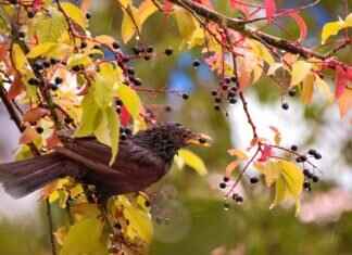 Animal Well Crack: What It Means & Why Gamers Are Talking About It Animal Well Crack: What It Means & Why Gamers Are Talking About It