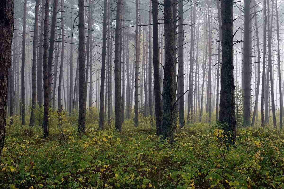 Animal Well Crack: What It Means & Why Gamers Are Talking About It 2 Community Engagement