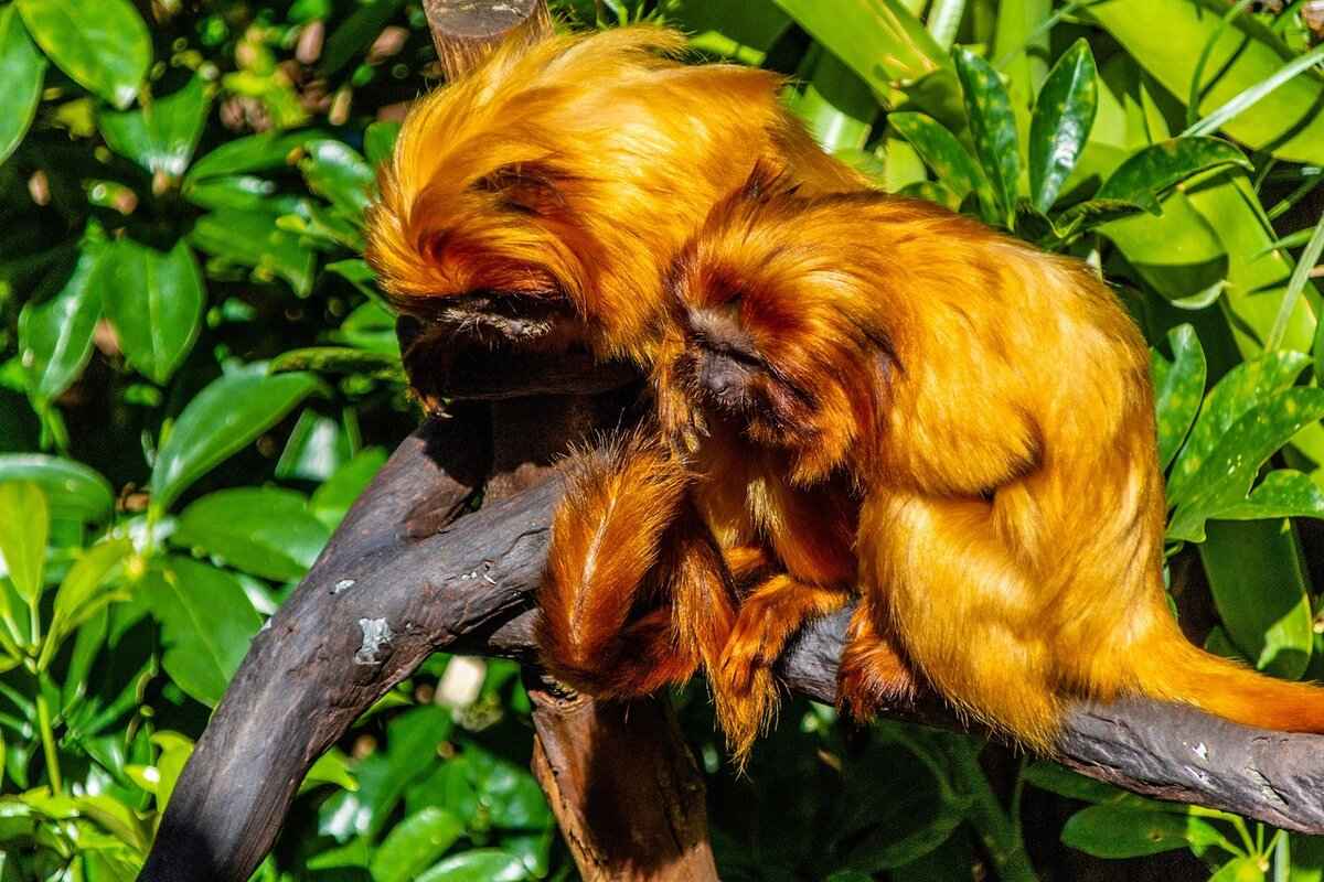 Understanding Arbok's Evolution