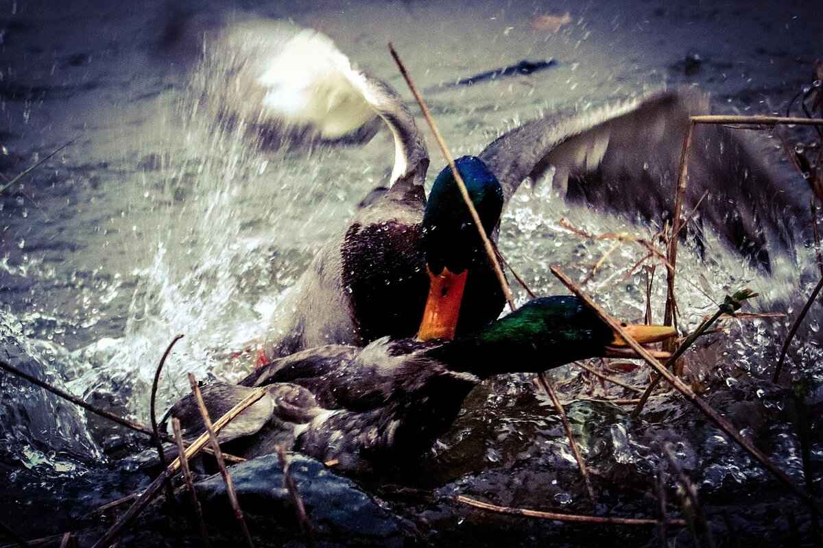 Battle Tactics: Utilizing Arboliva Effectively