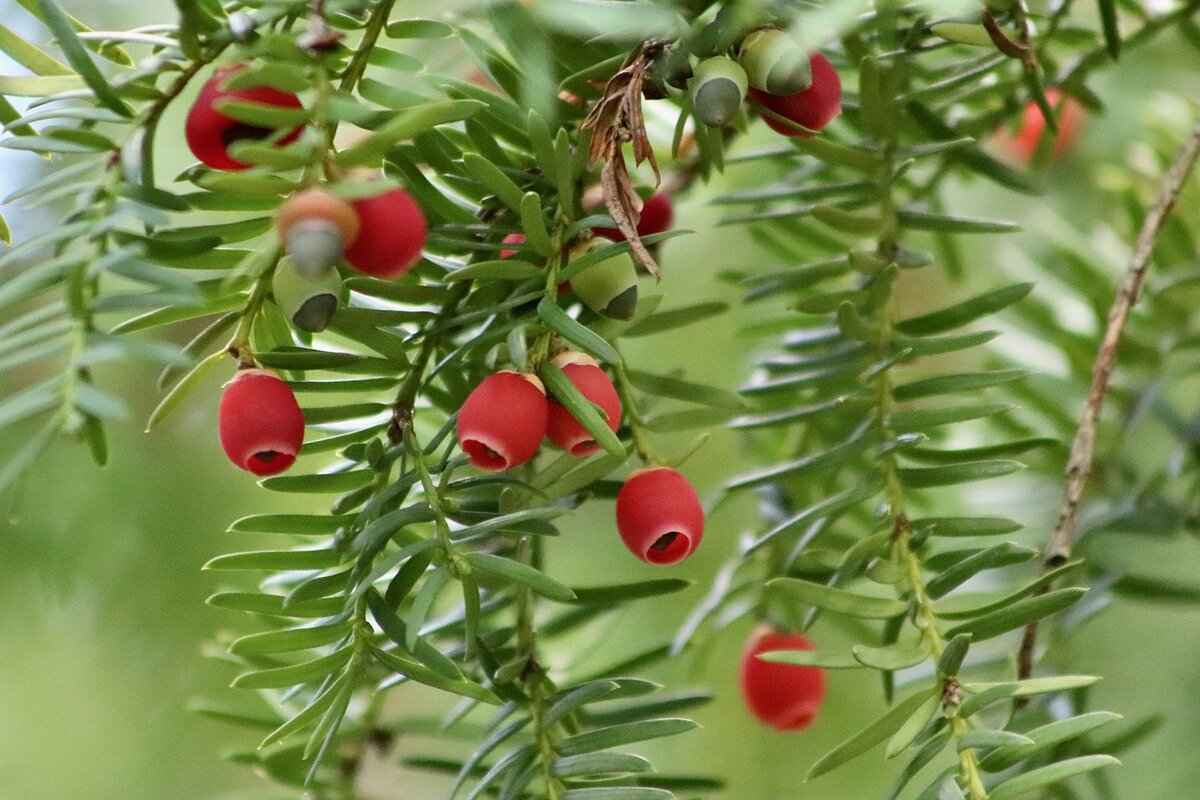 How Should You Incorporate Chia Seeds into Your Diet?