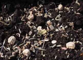 Are Chia Seeds Good for Dogs? What Every Pet Owner Should Know Are Chia Seeds Good for Dogs? What Every Pet Owner Should Know