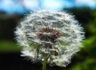 Are Chia Seeds Healthy? Science-Backed Reasons to Eat Them Are Chia Seeds Healthy? Science-Backed Reasons to Eat Them