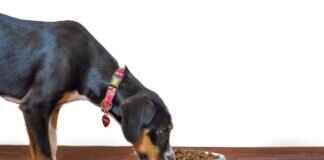 Nutri Bites Köpekler İçin İyi Mi? Artıları ve Eksileri Açıklanıyor Nutri Bites Köpekler İçin İyi Mi? Artıları ve Eksileri Açıklanıyor