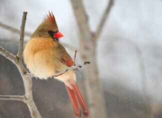 Arizona Cardinals vs. Los Angeles Rams: Player Stats and Game Recap Arizona Cardinals vs. Los Angeles Rams: Player Stats and Game Recap