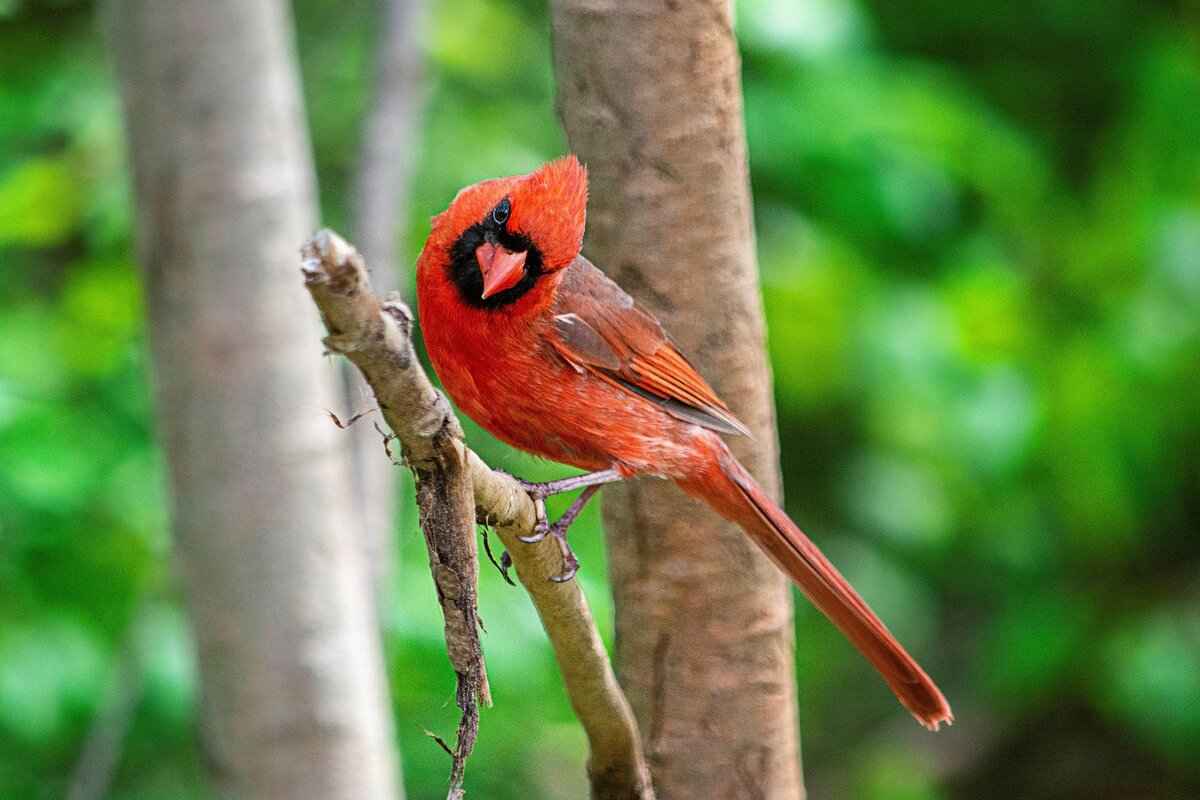 Fan Reactions and Attendance