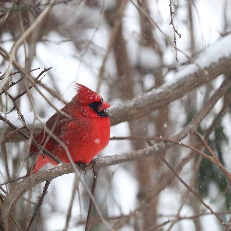 Future Matchups and Predictions