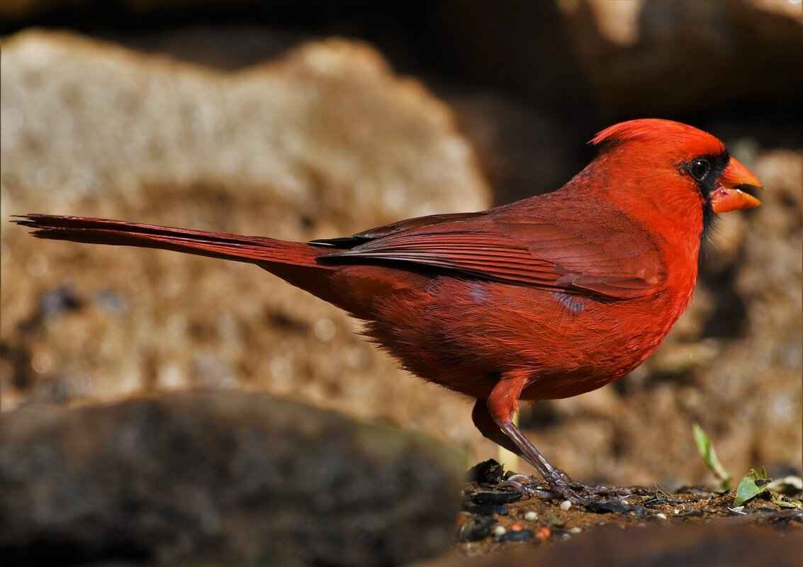 Game Statistics Breakdown