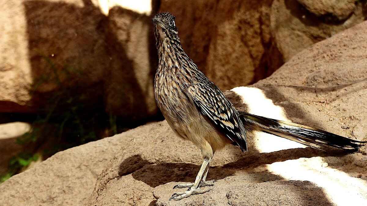 Predictions for Upcoming Matches