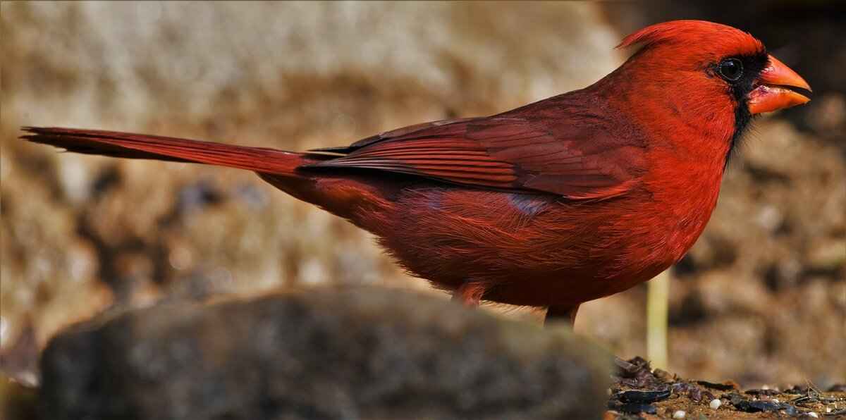 Key Players to Watch in the Rams