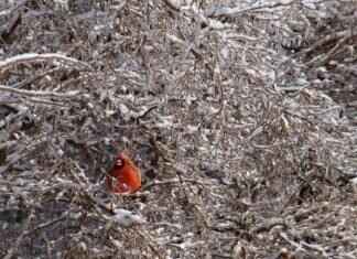 Arizona Cardinals vs. San Francisco 49ers: Player Stats and Insights Arizona Cardinals vs. San Francisco 49ers: Player Stats and Insights