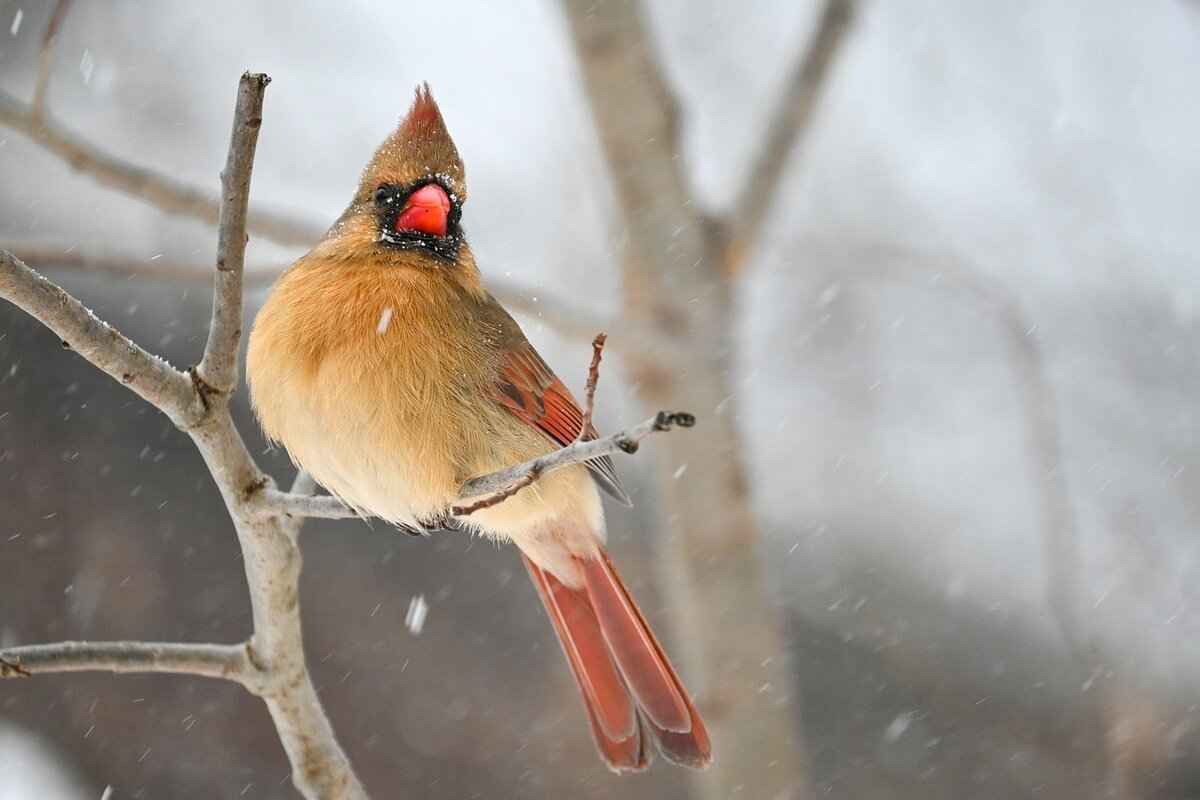 Team Overview: San Francisco 49ers