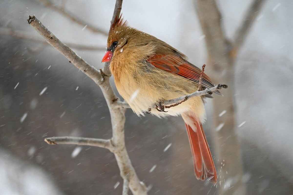 Offensive Strategies: San Francisco 49ers