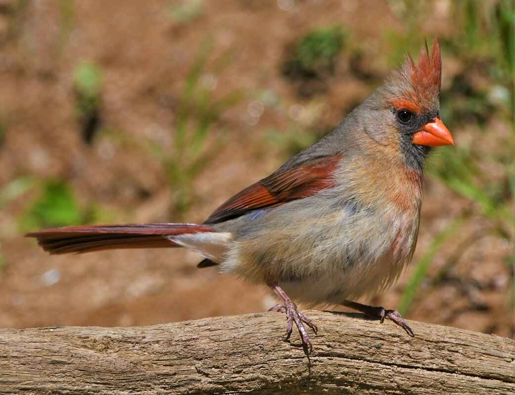 Understanding the Rivalry